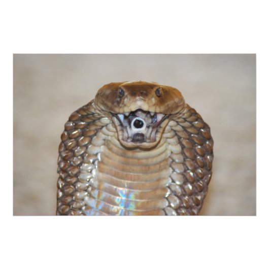 Spitting Cobra Portrait Foto Afdruk (Voorkant)