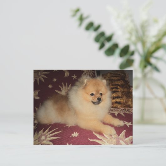 Spitz Alemão Briefkaart (Staand voorkant)