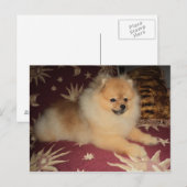 Spitz Alemão Briefkaart (Voorkant / Achterkant)