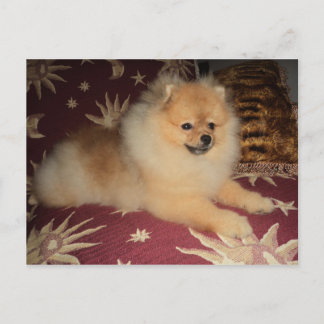 Spitz Alemão Briefkaart