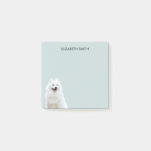 Spitz American Eskimo Dog