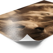 Spitz/Amerikaans Eskimo poster (Hoek)