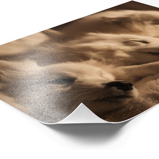 Spitz/Amerikaans Eskimo poster (Hoek)