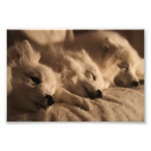 Spitz/Amerikaans Eskimo poster (Voorkant)