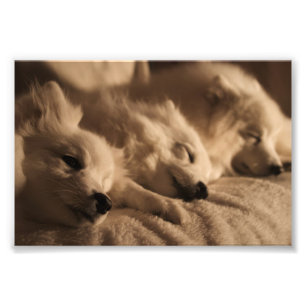 Spitz/Amerikaans Eskimo poster