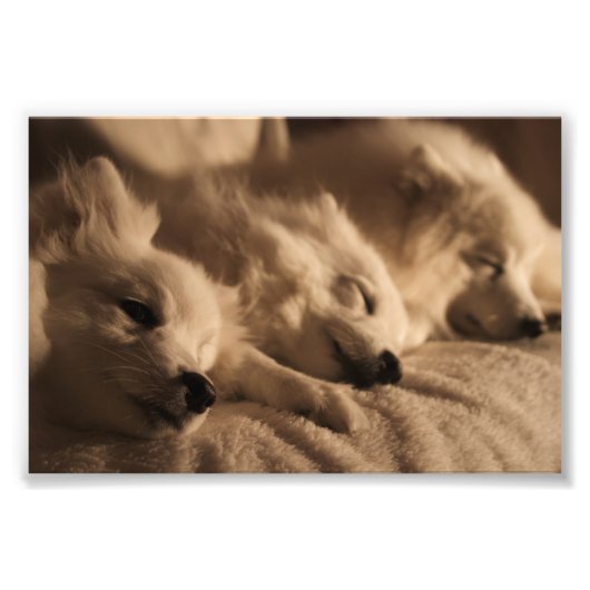 Spitz/Amerikaans Eskimo poster (Voorkant)