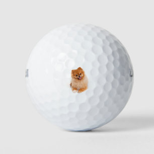 spitz-chien-de-pomeranian-sur-le-fond-blanc-tir-de golfballen
