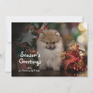 Spitz van Pomeranian, het Puppy van Kerstmis Feestdagenkaart