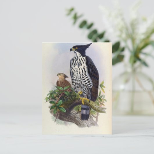 Spizaetus Alboniger (Blyth's hawk-eagle) Briefkaart (Staand voorkant)