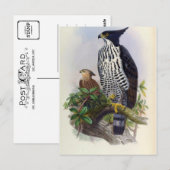 Spizaetus Alboniger (Blyth's hawk-eagle) Briefkaart (Voorkant / Achterkant)