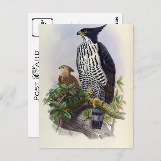 Spizaetus Alboniger (Blyth's hawk-eagle) Briefkaart (Voorkant / Achterkant)