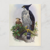 Spizaetus Alboniger (Blyth's hawk-eagle) Briefkaart (Voorkant)