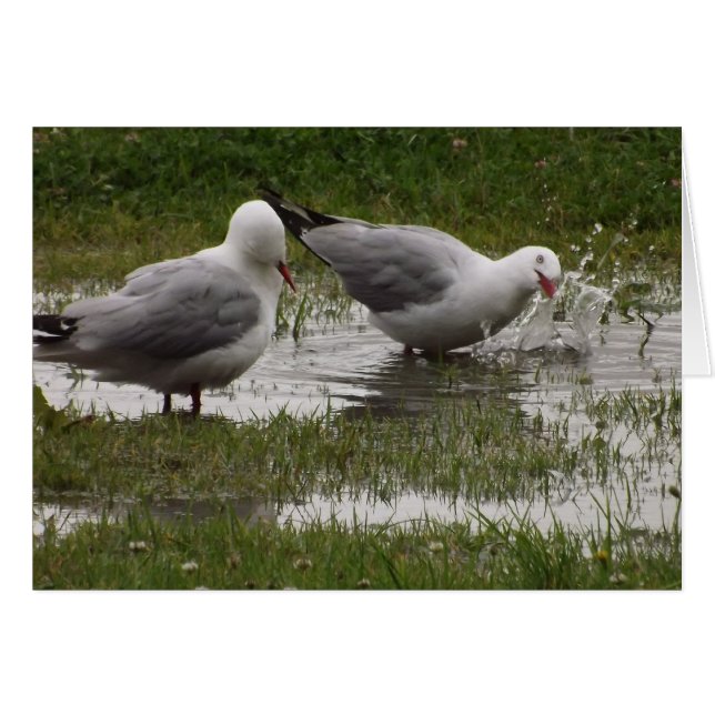 Splash me niet! (Voorkant Horizontaal)