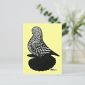 Splash Muffed Tumbler Pigeon 2 Briefkaart (Staand voorkant)