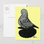 Splash Muffed Tumbler Pigeon 2 Briefkaart (Voorkant / Achterkant)