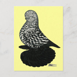 Splash Muffed Tumbler Pigeon 2 Briefkaart