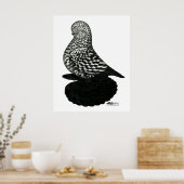 Splash Muffed Tumbler Pigeon 2 Poster (Keuken)