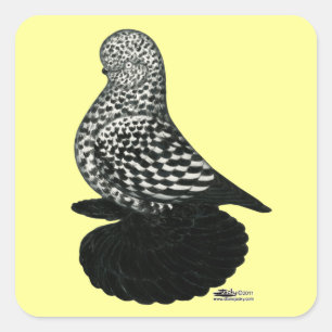 Splash Muffed Tumbler Pigeon 2 Vierkante Sticker