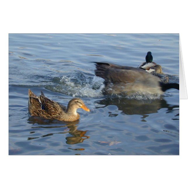 Splashed Duck kaart (Voorkant Horizontaal)