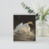 Splashing Swan Briefkaart (Staand voorkant)