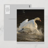 Splashing Swan Briefkaart (Voorkant / Achterkant)