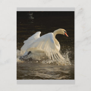 Splashing Swan Briefkaart