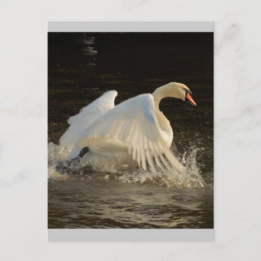 Splashing Swan Briefkaart (Voorkant)