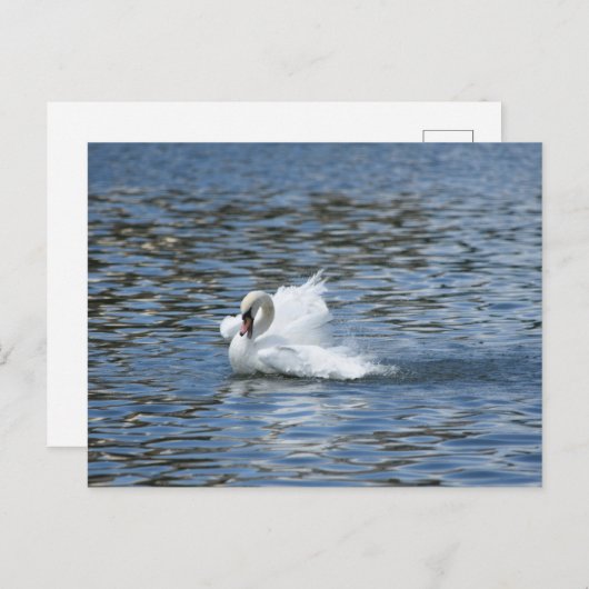 Splashing Swan op een Briefkaart (Voorkant / Achterkant)