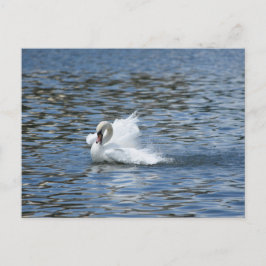 Splashing Swan op een Briefkaart
