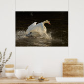 Splashing Swan Print (Keuken)