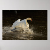 Splashing Swan Print (Voorkant)