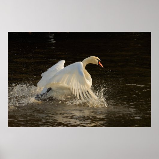 Splashing Swan Print (Voorkant)
