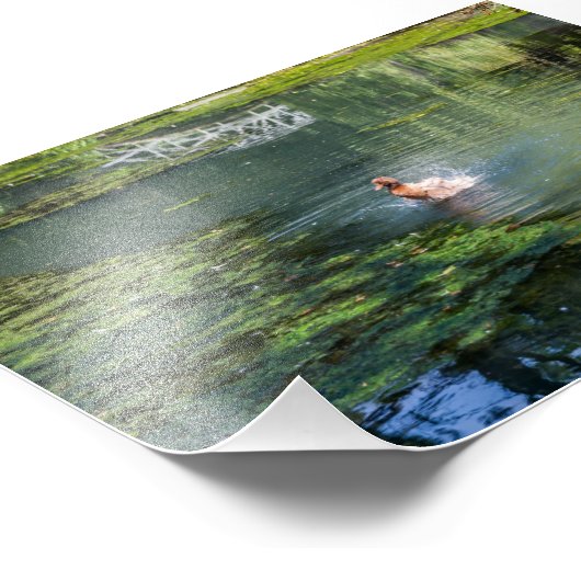 Splashingeend in een vijver foto afdruk (Hoek)