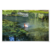 Splashingeend in een vijver foto afdruk (Voorkant)