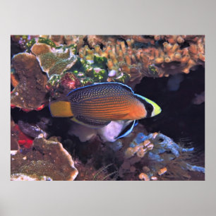 Splendid Dottyback Poster