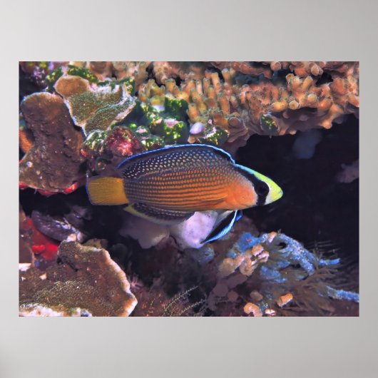 Splendid Dottyback Poster (Voorkant)