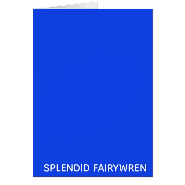 Splendid Fairywren Blue Color Name (Voorkant)