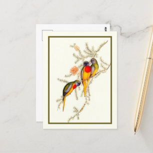 Splendid Grass-Paraket,  Briefkaart