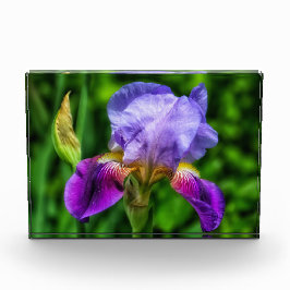 Splendid Iris Flower Fotoblokken