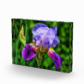 Splendid Iris Flower Fotoblokken (Rechts)