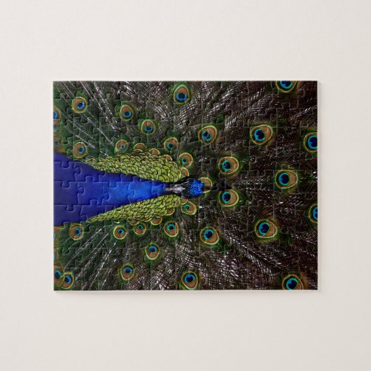 Splendid Peacock Legpuzzel (Horizontaal)