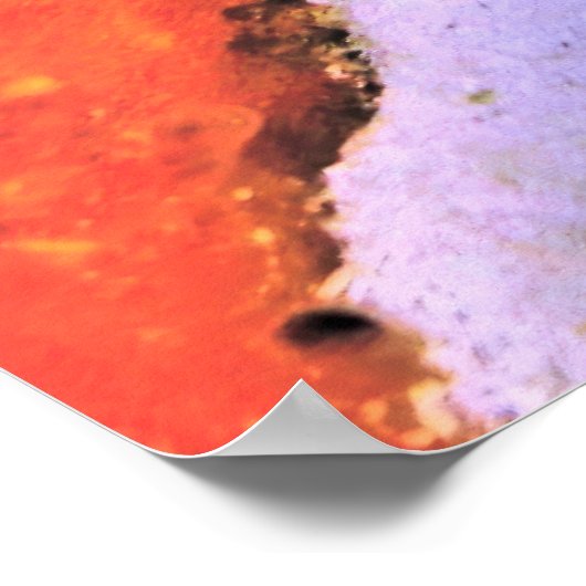 Splendid Toadfish Poster (Hoek)