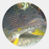 Splendid Toadfish Ronde Sticker (Voorkant)