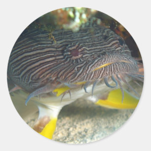 Splendid Toadfish Ronde Sticker