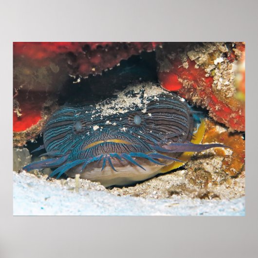 Splendit Toadfish Hiding Poster (Voorkant)