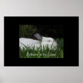 Splendor in de gras poster (Voorkant)