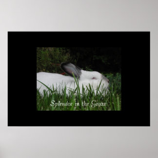 Splendor in de gras poster