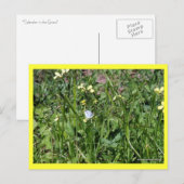 "Splendor in the Grass" Briefkaart (Voorkant / Achterkant)