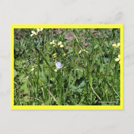 "Splendor in the Grass" Briefkaart (Voorkant)