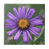 Splendor Tegeltje (Voorkant)